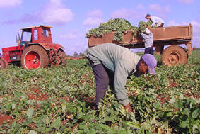 agricultura y tractor ca.jpg agricultura y tractor ca.jpg